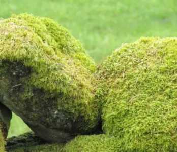 怎么种苔藓？