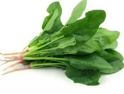 广东怎么种菠菜？