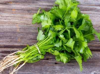 凉台怎么种香菜？