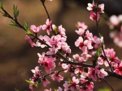 折枝桃花怎么种？