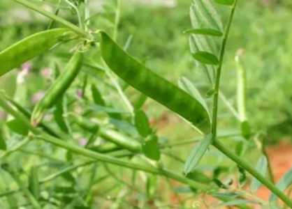 野蚕豆怎么种？
