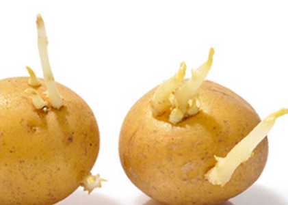 怎么种土豆芽?