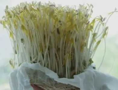 豆芽怎么种开花?