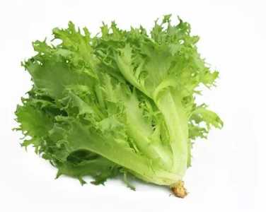 怎么种香波菜？