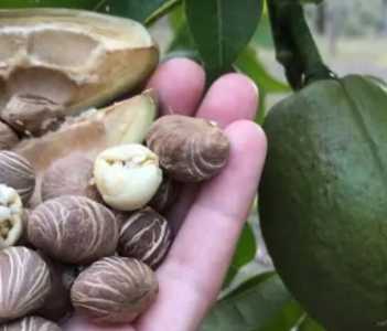 发财果子怎么种？