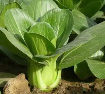 大棵青菜怎么种?