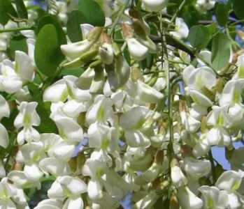 槐树花树怎么种？