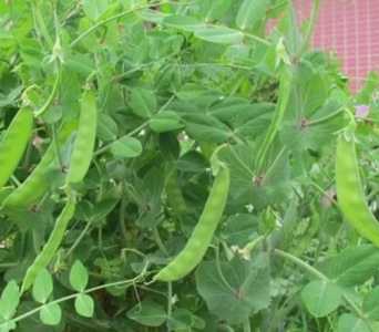 怎么种豌豆树？