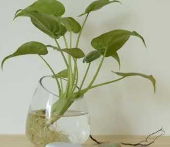 水怎么种苹果？