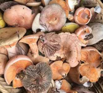 菌子原种怎么种？