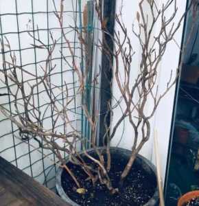 树枝怎么种家里？