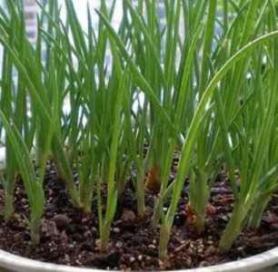 小葱菠菜怎么种？
