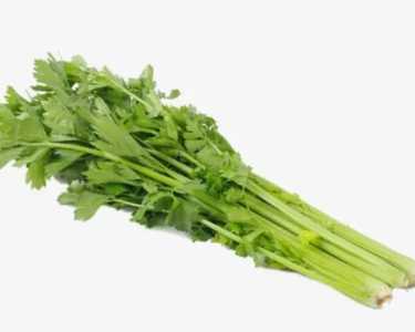 芹菜如何水培？