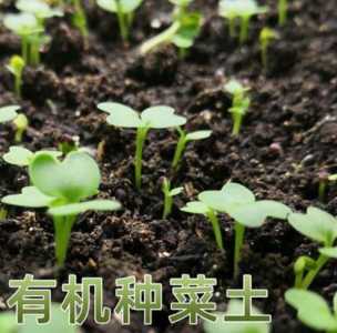 土壤怎么种菜？