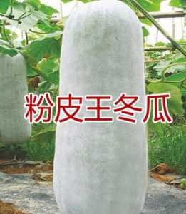 粉冬瓜怎么种？