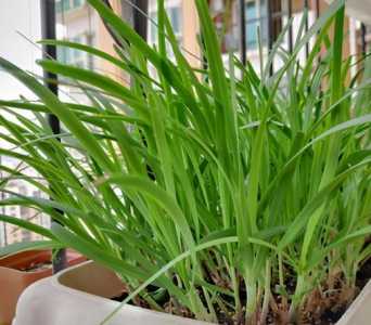 泡沫韭菜怎么种？