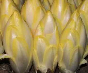 金玉莲菜怎么种？
