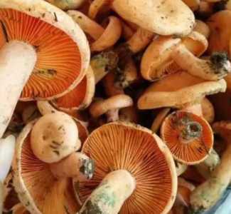 怎么种野生松菌？