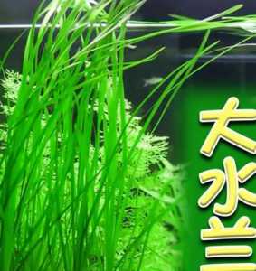大水兰怎么种?