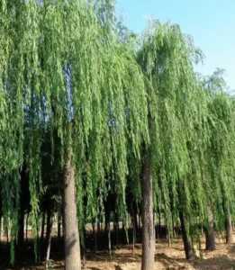 家里怎么种柳树?