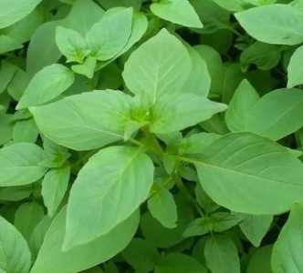 小叶荆芥怎么种？
