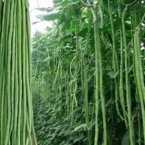 竹竿豆角怎么种？