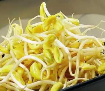 豆腐芽苗菜怎么种？