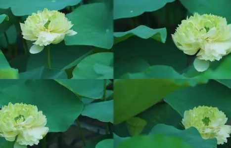 荷叶牡丹怎么种？