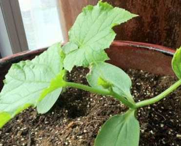 花盆种瓜怎么种？