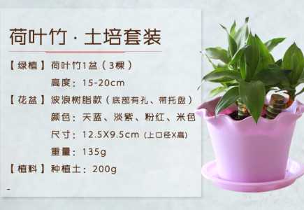 荷叶竹怎么种？