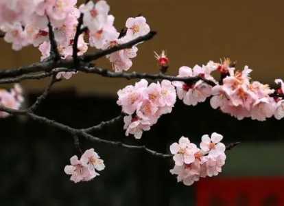 无根梅花怎么种？