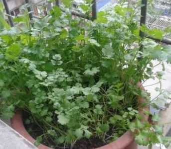香菜怎么种呢?