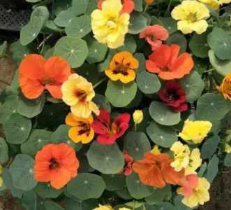 除虫花怎么种？