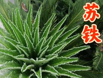 苏铁怎么种子种？