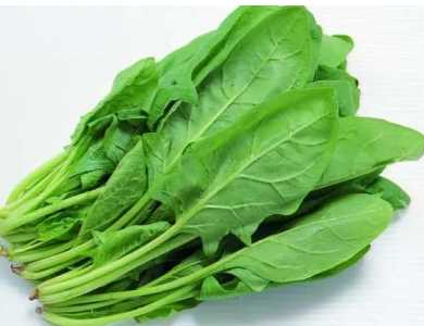 现在菠菜怎么种？