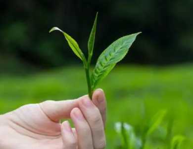 茶叶小苗怎么种？