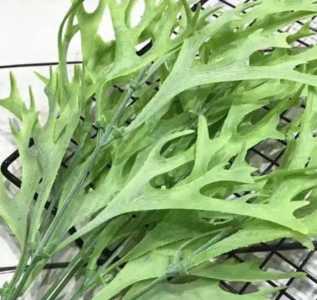 鹿角草怎么种？