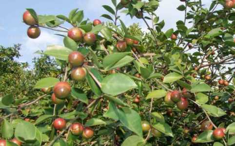 家里怎么种油茶