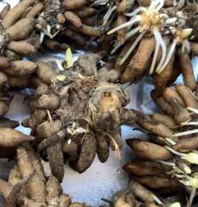 毛茛爪子怎么种？
