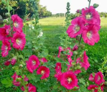 蜀葵花怎么种