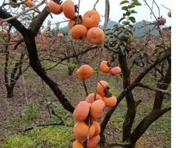 江西怎么种柿子