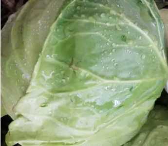 兰州包菜怎么种