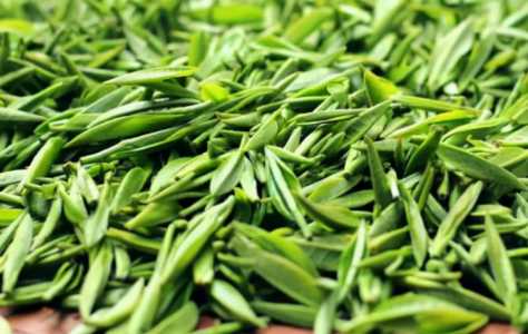 广东绿茶怎么种