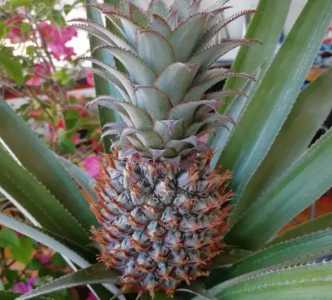 请问怎么种菠萝