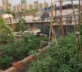 屋顶种菜怎么种？