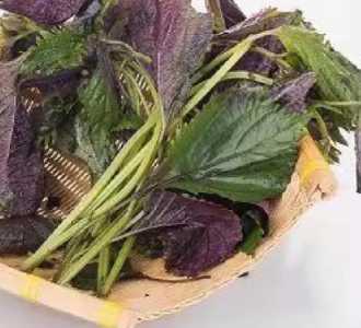 紫苏自家怎么种？