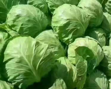 绿包菜怎么种