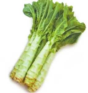大棚莴笋怎么种？