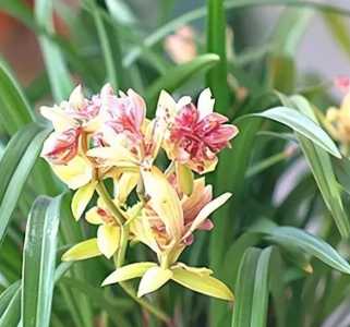 蝶兰花怎么种？