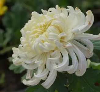 欧菊花怎么种？